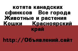 котята канадских сфинксов - Все города Животные и растения » Кошки   . Красноярский край